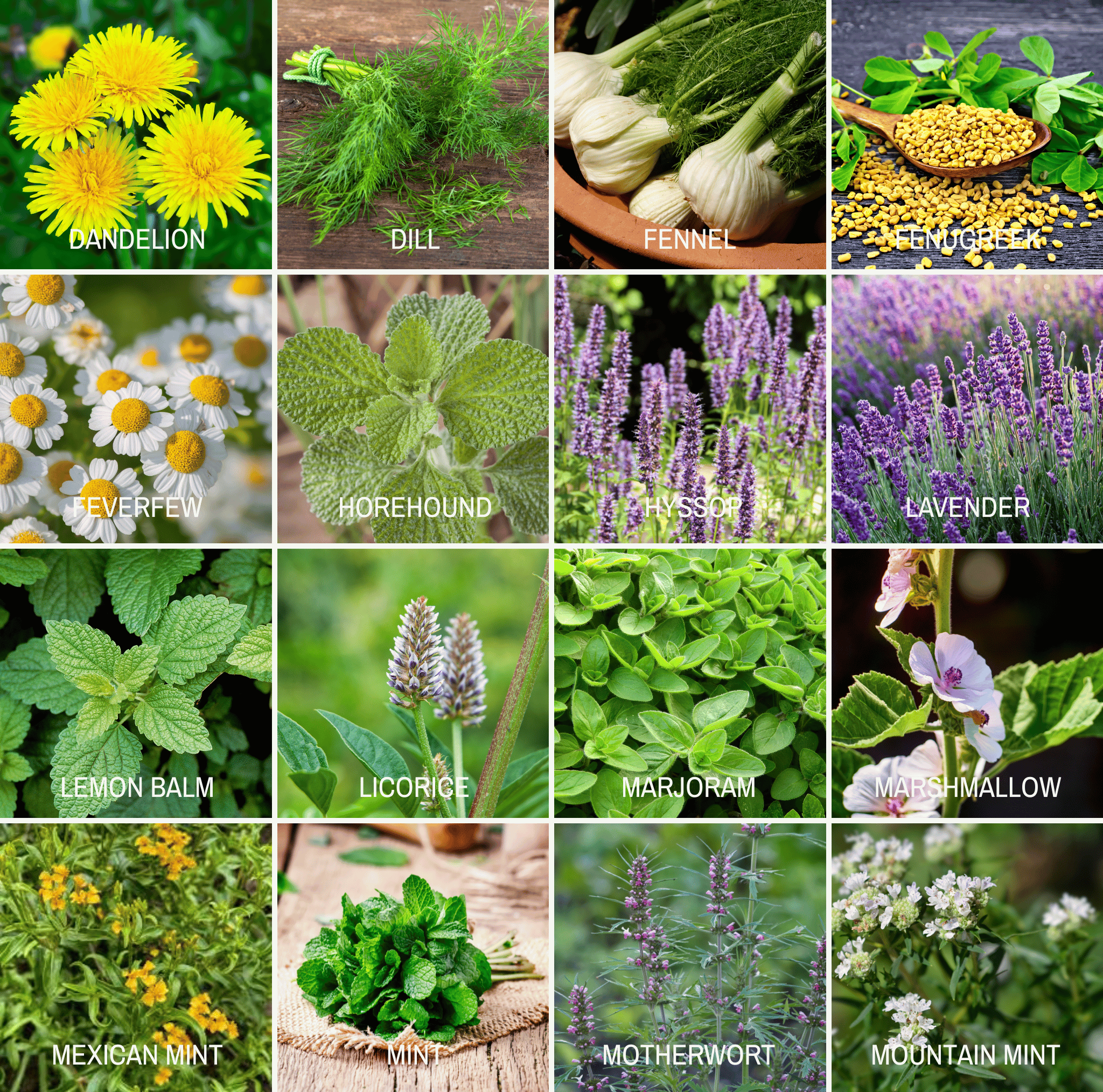 Community Garden Survival Seed Vault – 120 Seed Varieties Southern Seeds