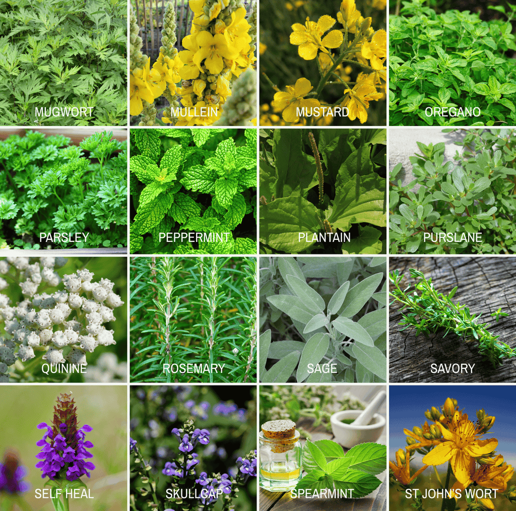 Community Garden Survival Seed Vault – 120 Seed Varieties Southern Seeds