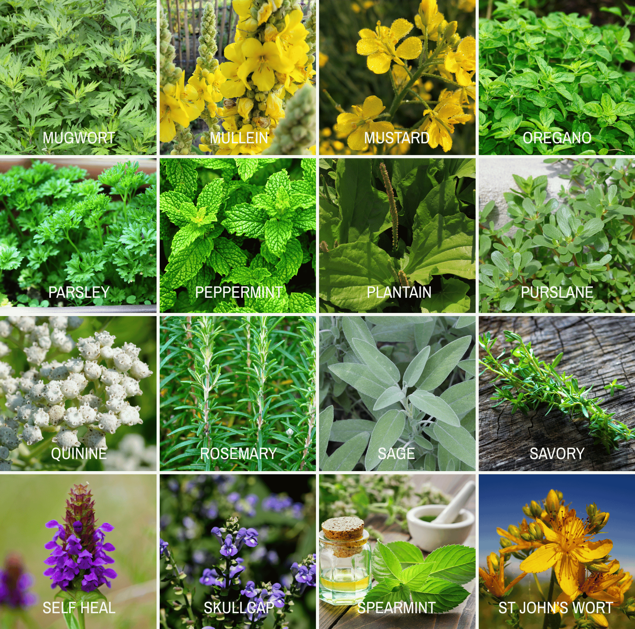 Community Garden Survival Seed Vault – 120 Seed Varieties Southern Seeds