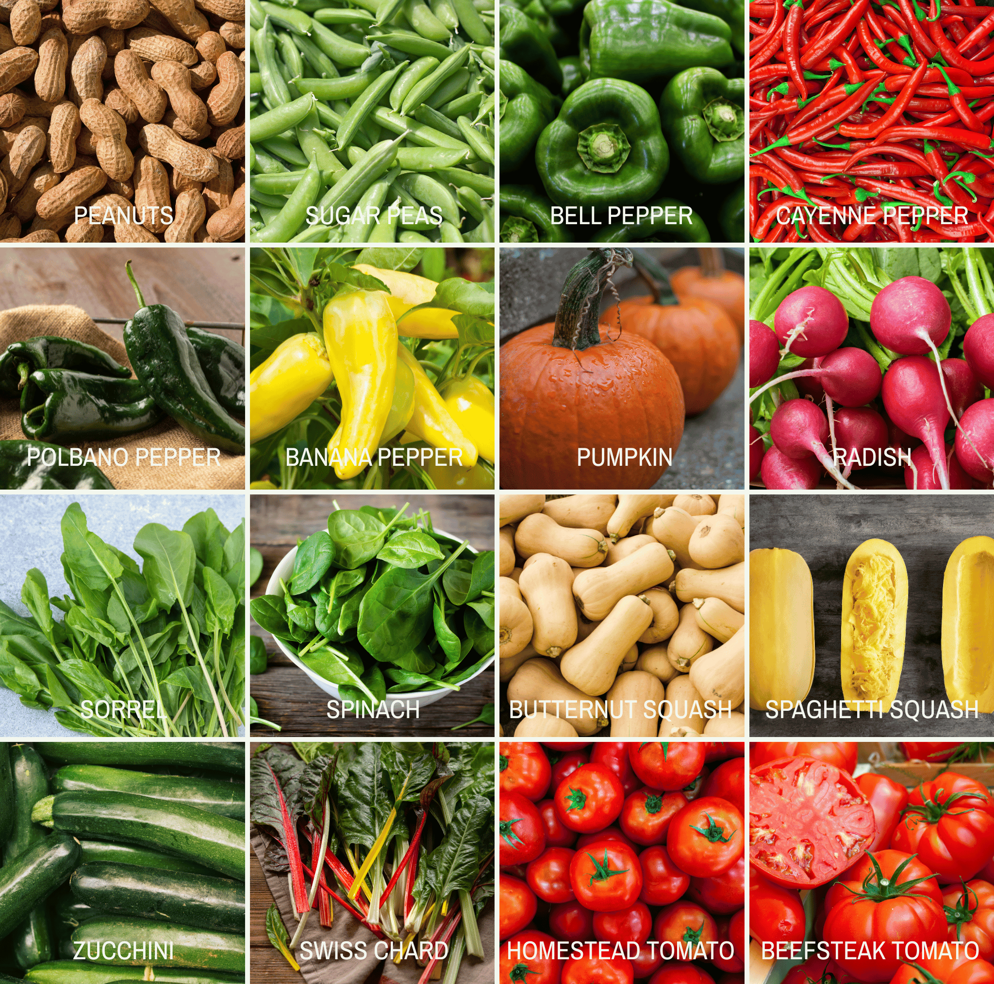 Community Garden Survival Seed Vault – 120 Seed Varieties Southern Seeds