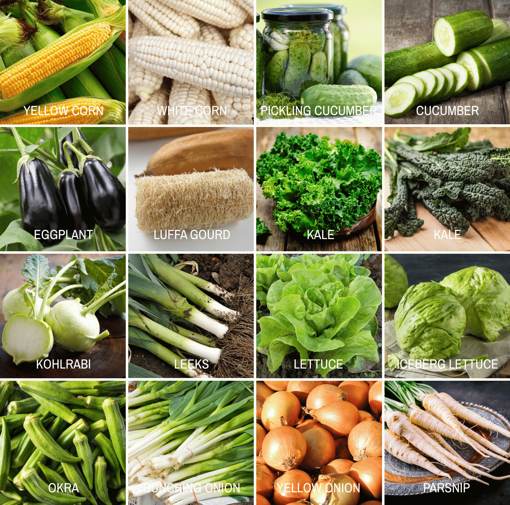 Community Garden Survival Seed Vault – 120 Seed Varieties Southern Seeds