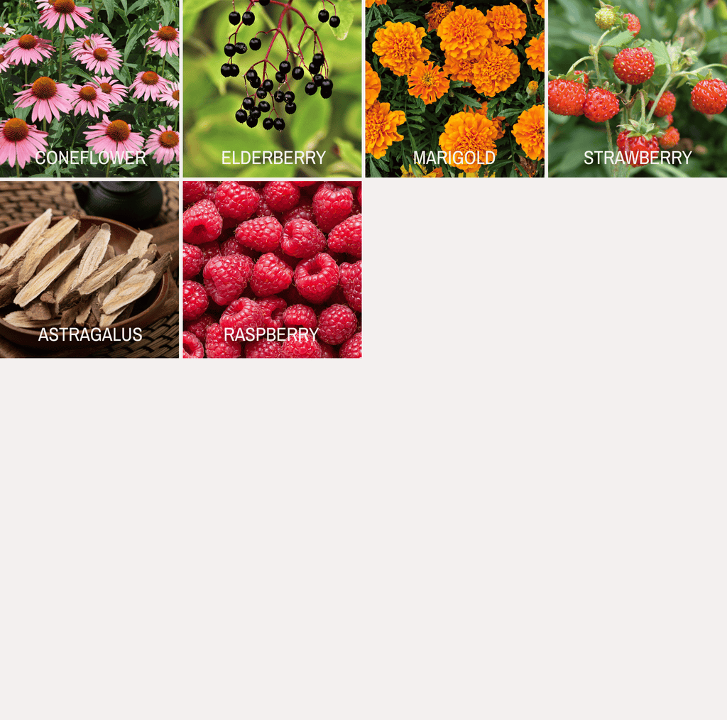 Community Garden Survival Seed Vault – 120 Seed Varieties Southern Seeds