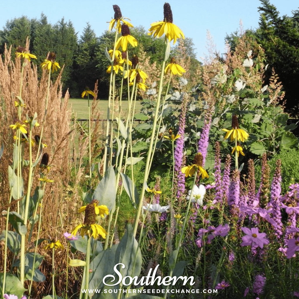Great Coneflower – 100 Seeds Southern Seeds