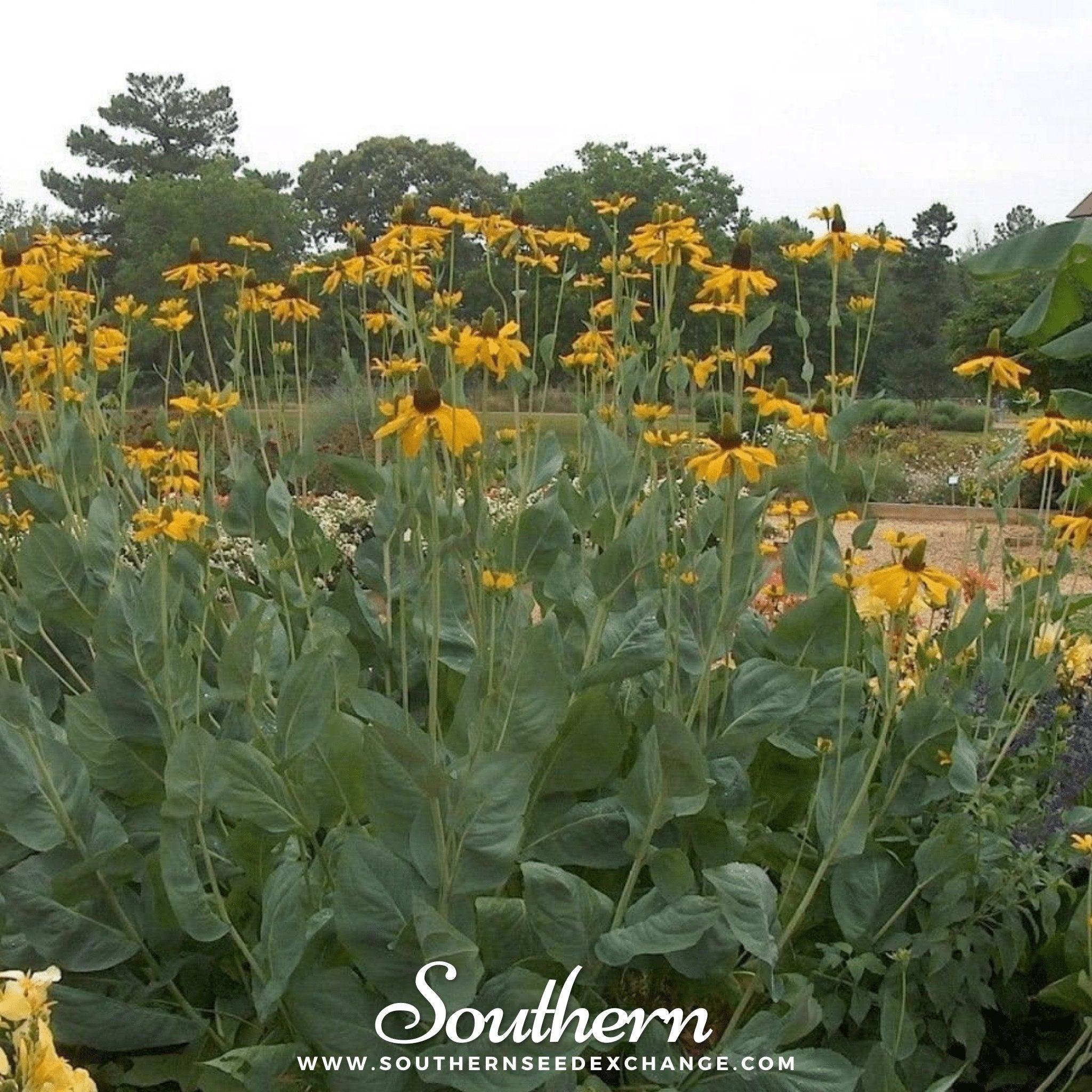 Great Coneflower – 100 Seeds Southern Seeds