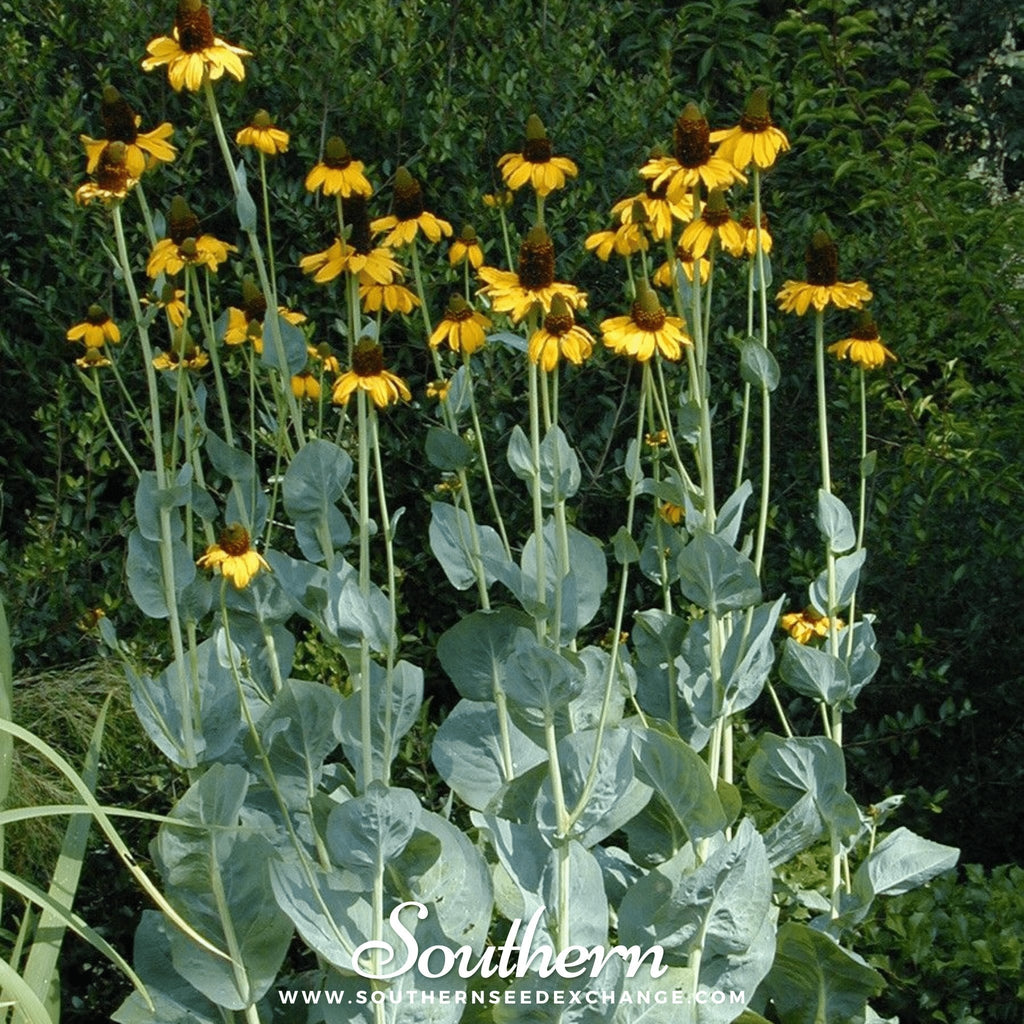 Great Coneflower – 100 Seeds Southern Seeds