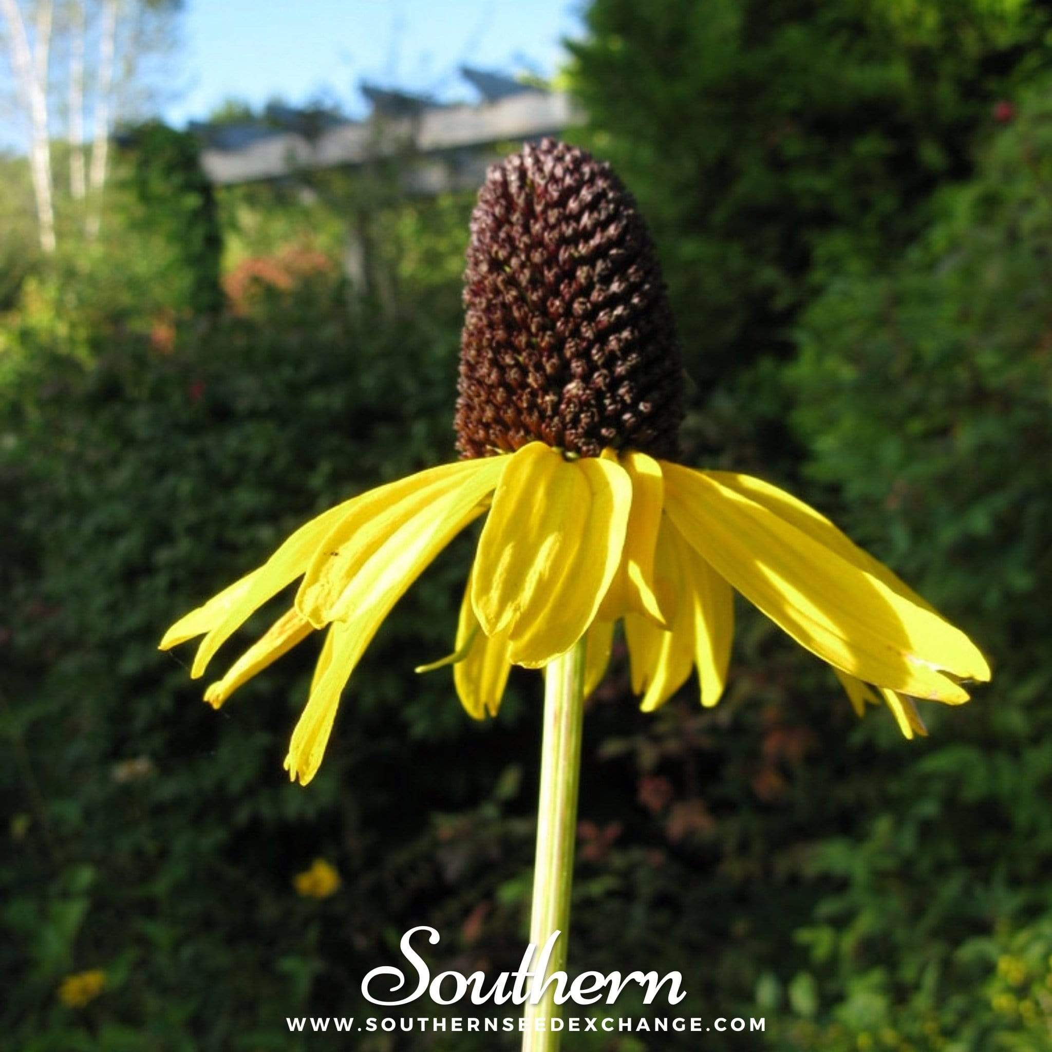 Great Coneflower – 100 Seeds Southern Seeds