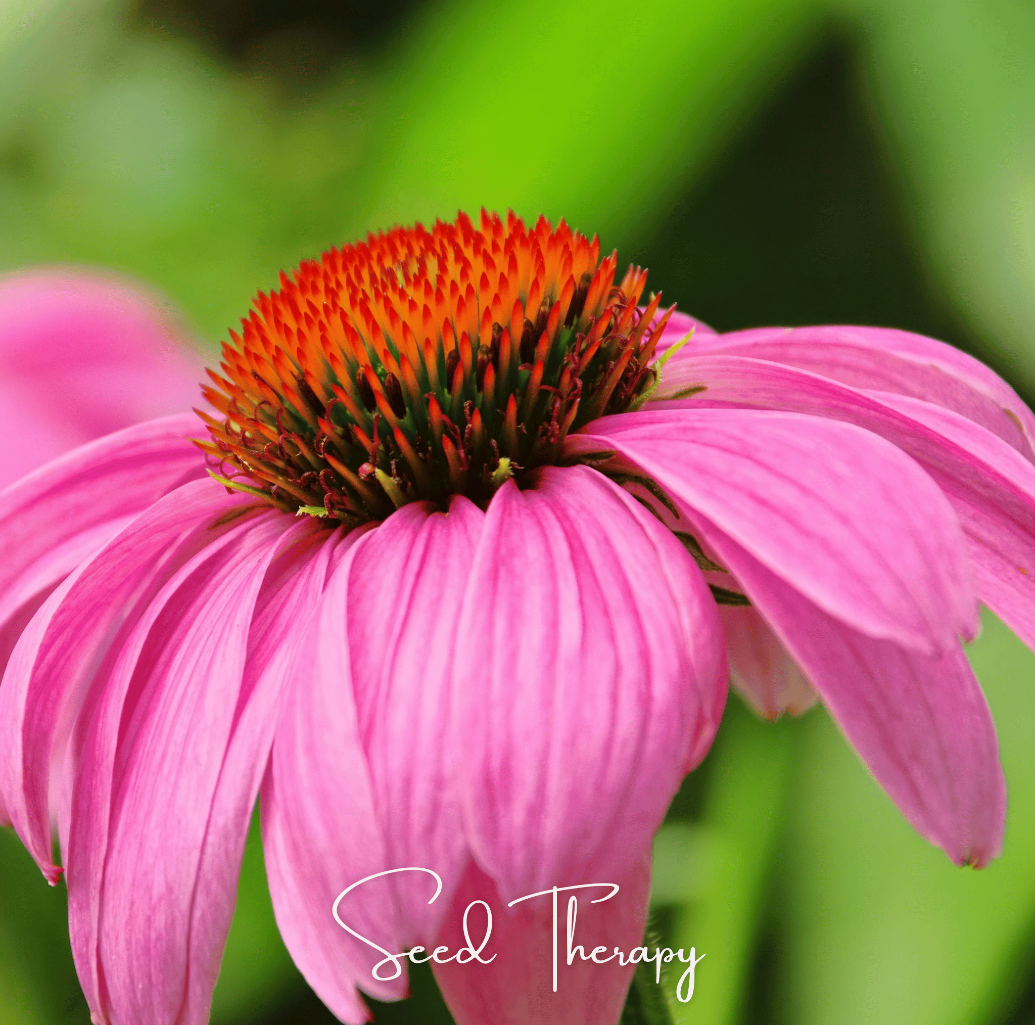 Purple Coneflower (Echinacea) – 100 Seeds Southern Seeds