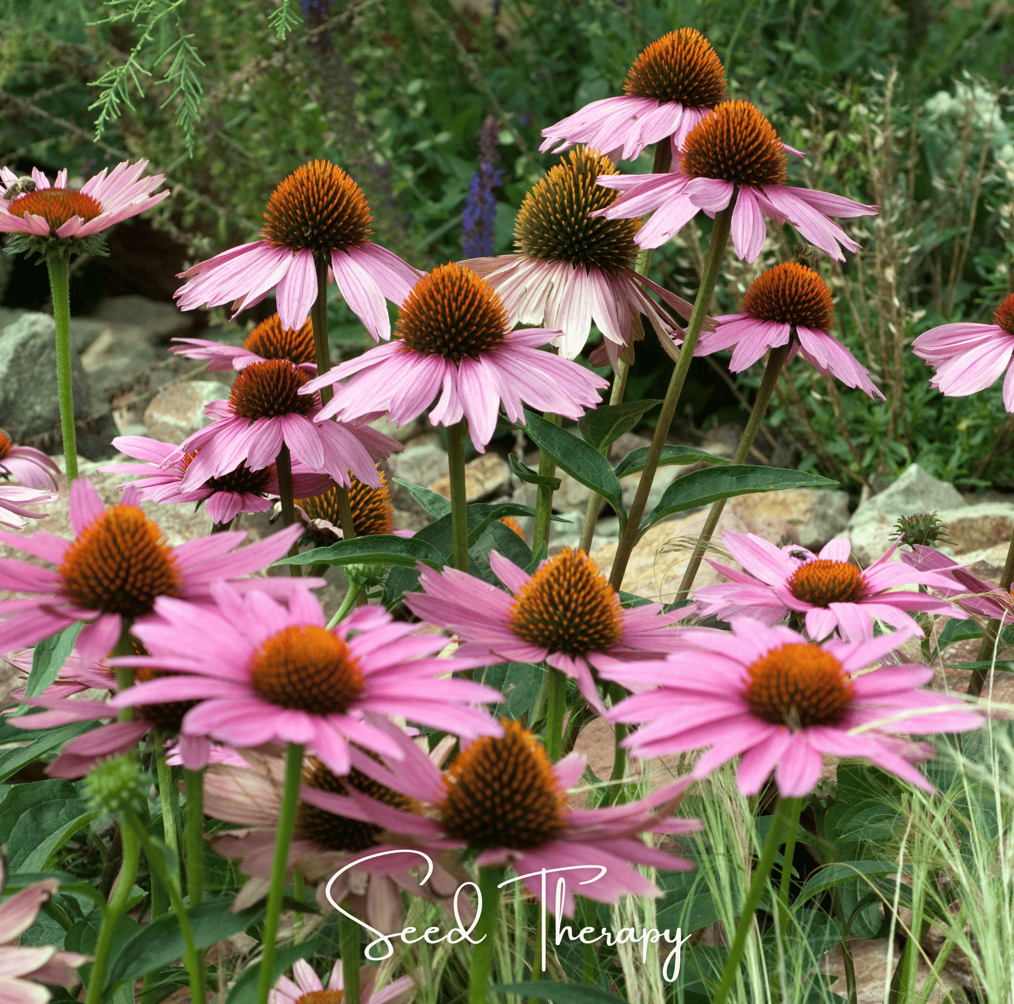 Purple Coneflower (Echinacea) – 100 Seeds Southern Seeds