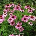 Purple Coneflower (Echinacea) – 100 Seeds Southern Seeds