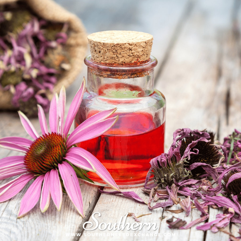 Purple Coneflower (Echinacea) – 100 Seeds Southern Seeds