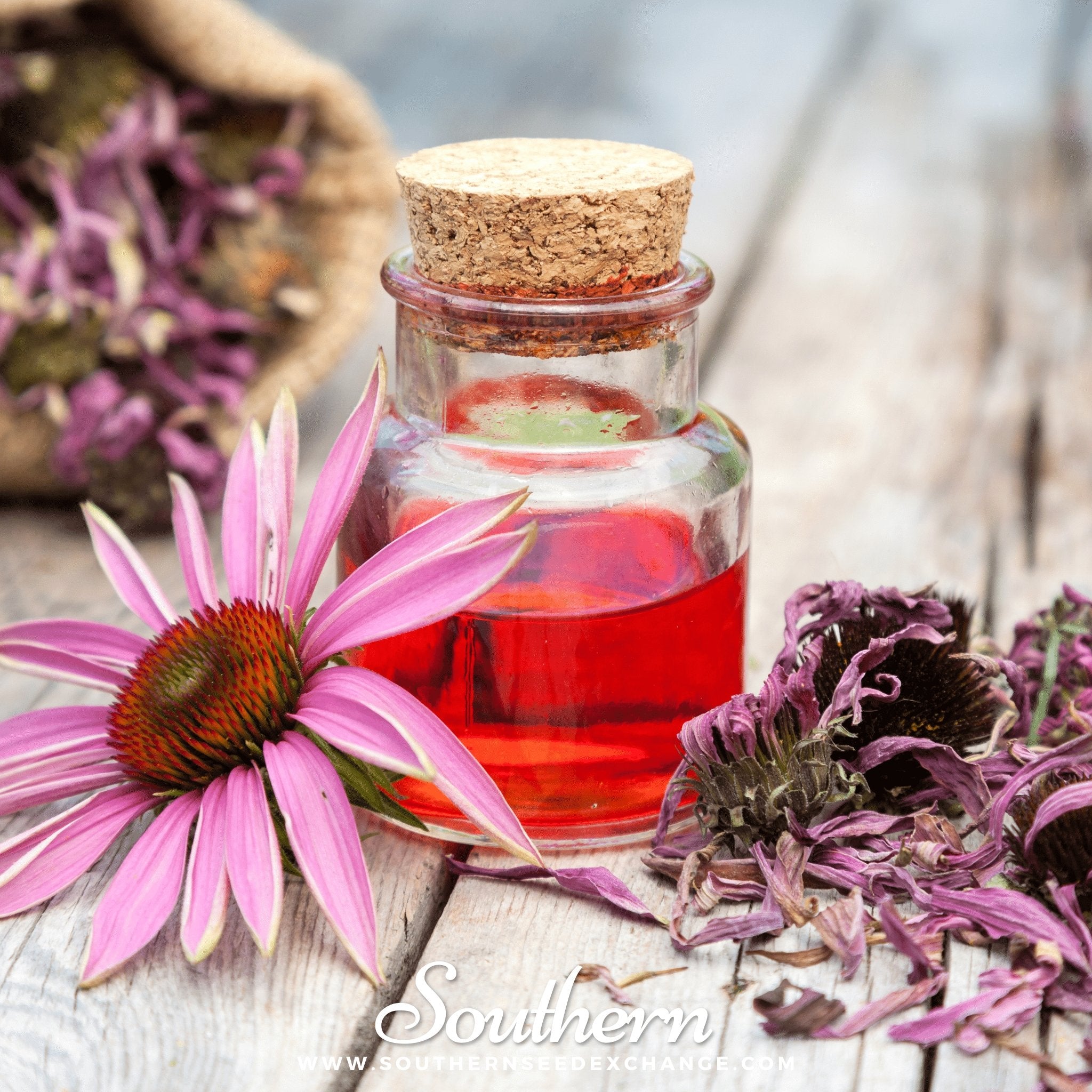 Purple Coneflower (Echinacea) – 100 Seeds Southern Seeds