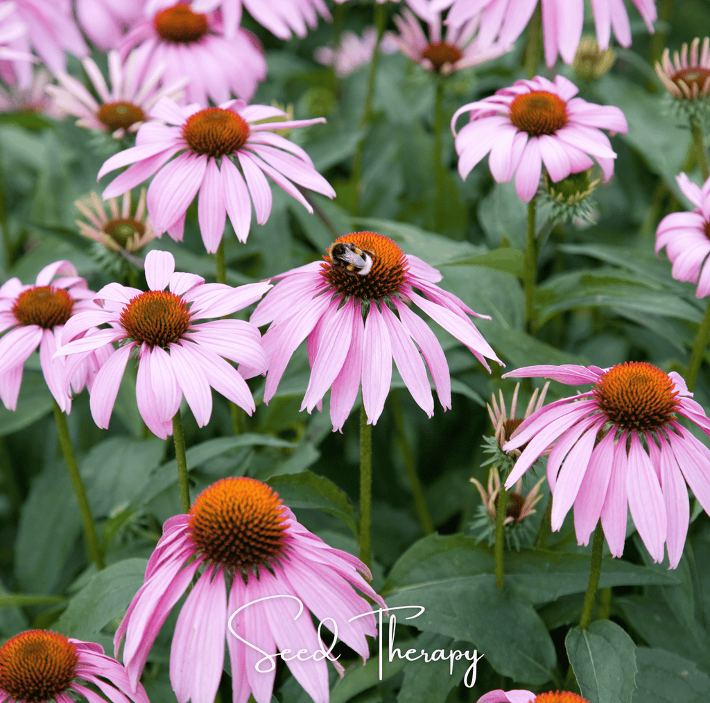Purple Coneflower (Echinacea) – 100 Seeds Southern Seeds