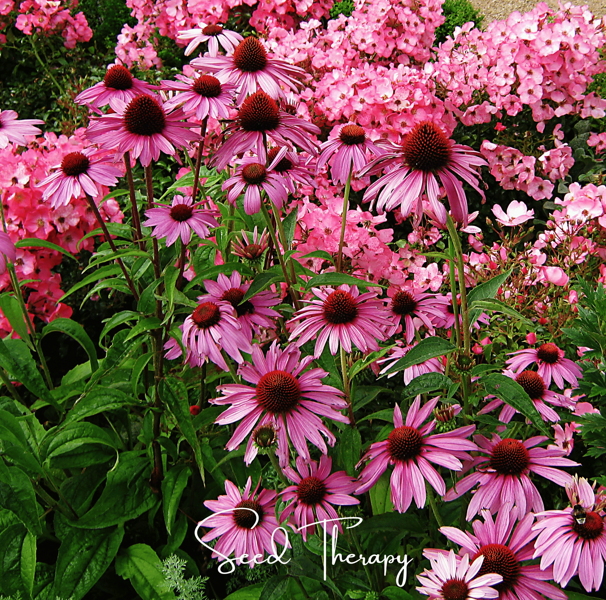 Purple Coneflower (Echinacea) – 100 Seeds Southern Seeds