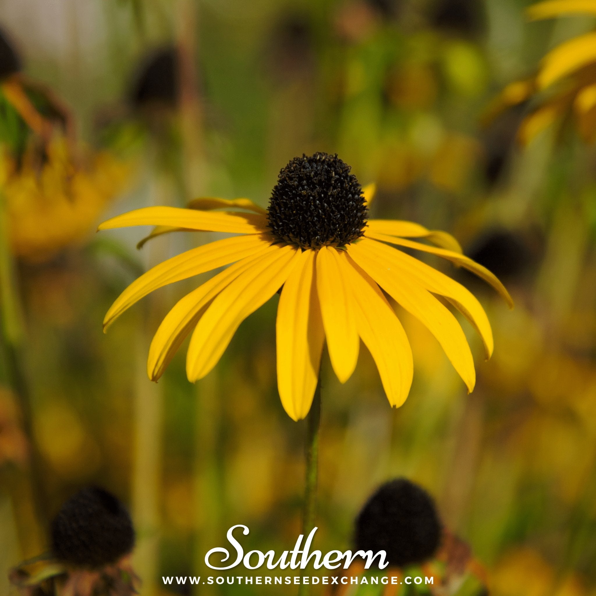 Yellow Coneflower – 100 Seeds Southern Seeds