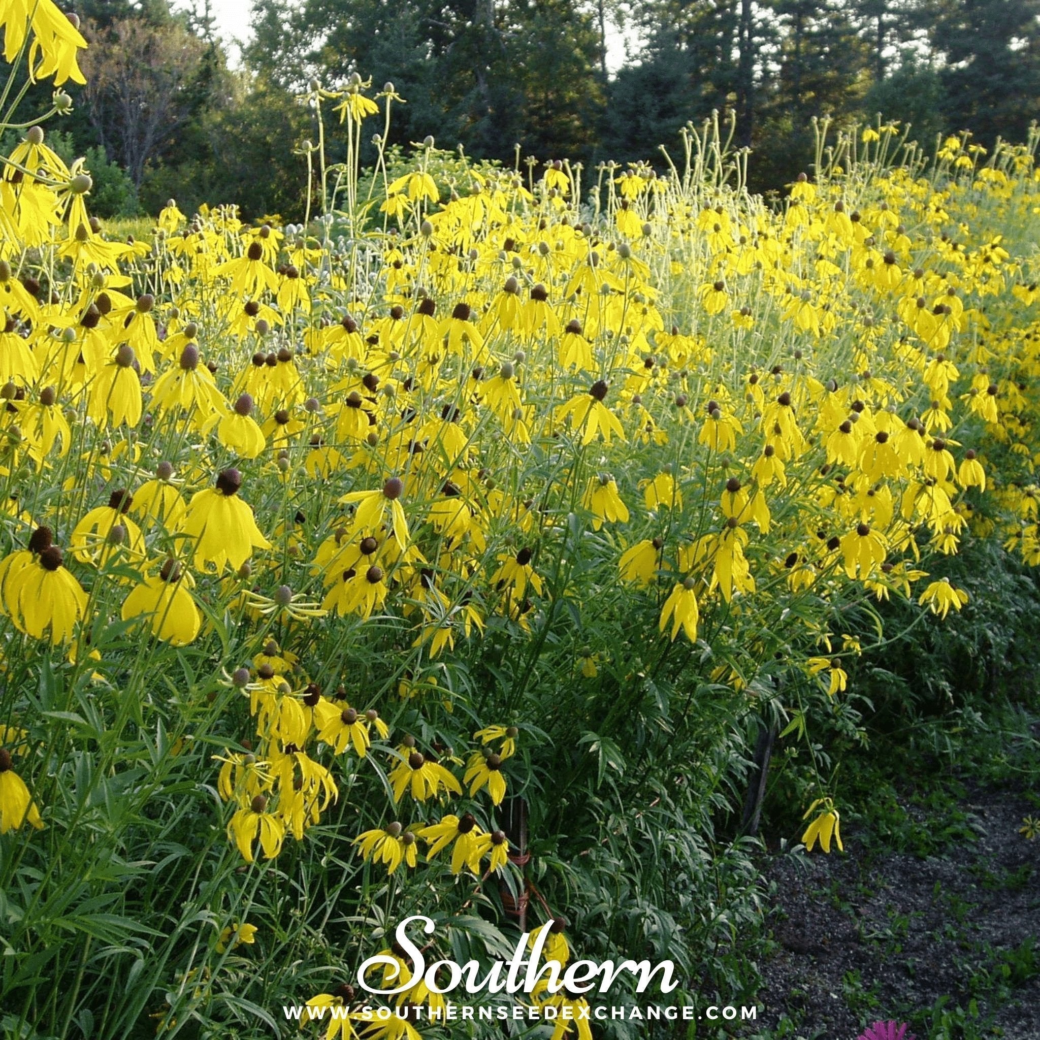 Yellow Coneflower – 100 Seeds Southern Seeds