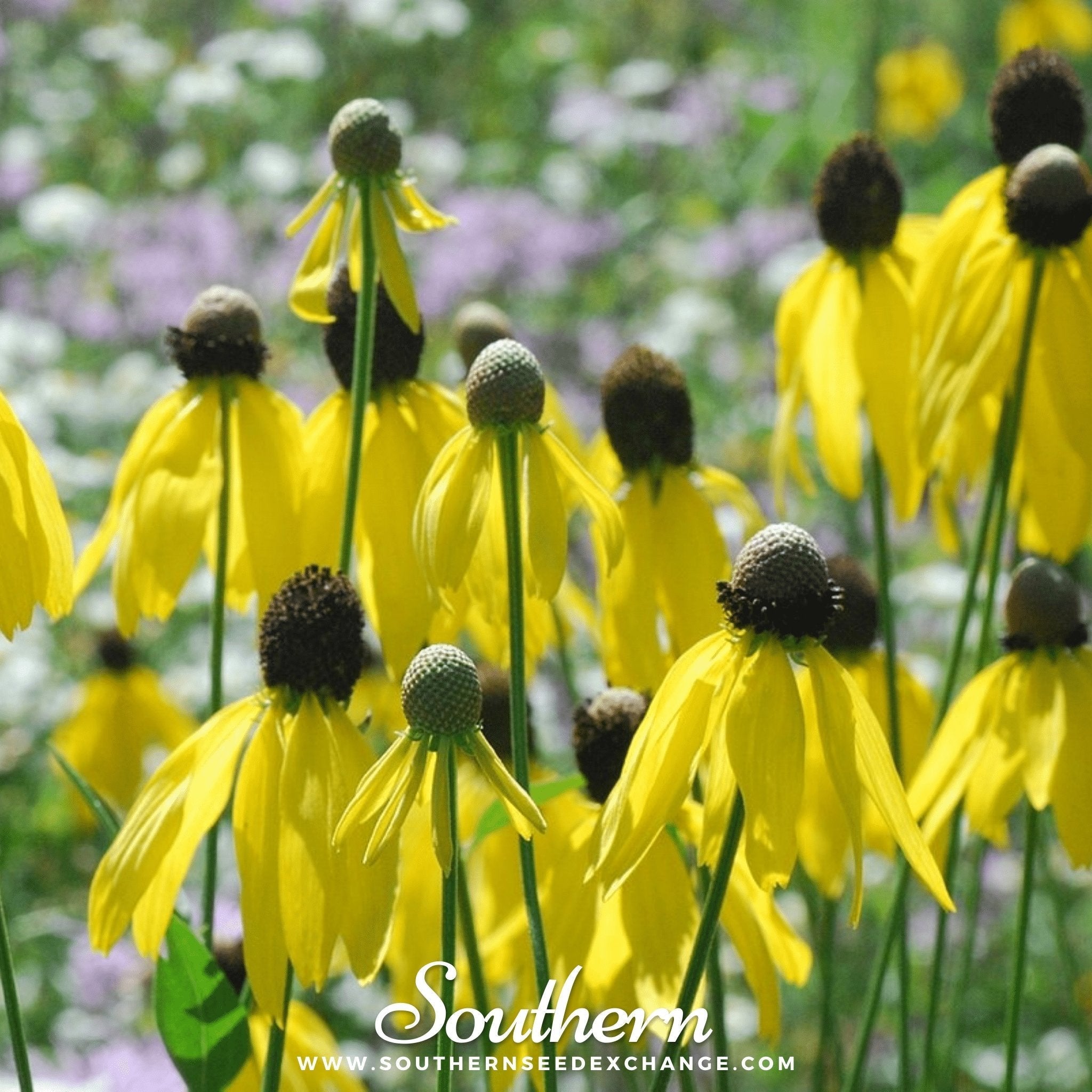 Yellow Coneflower – 100 Seeds Southern Seeds