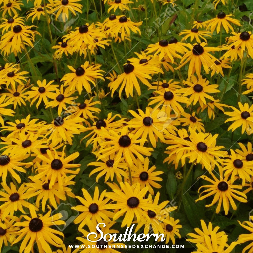 Yellow Coneflower – 100 Seeds Southern Seeds