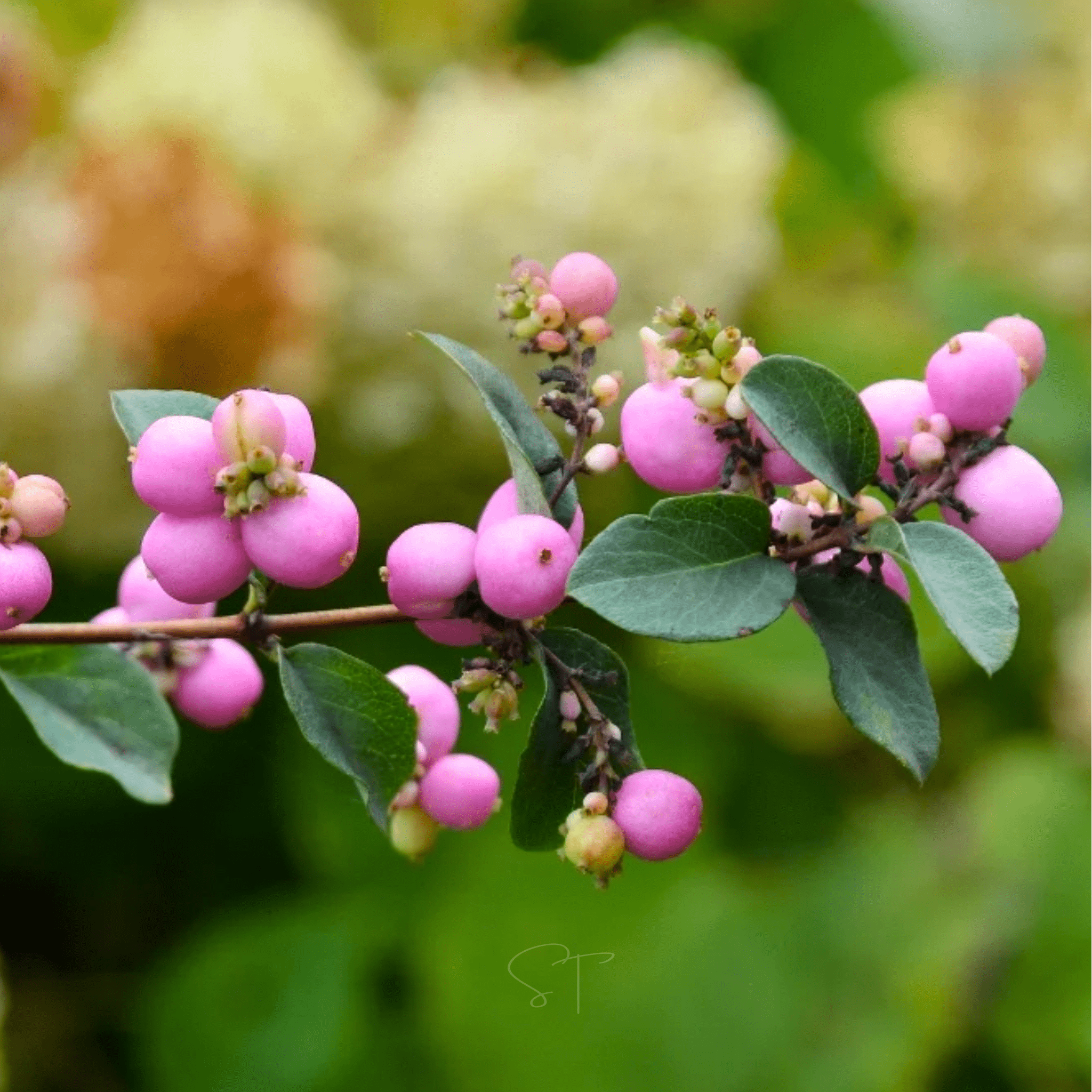 Coralberry – 30 Seeds Southern Seeds