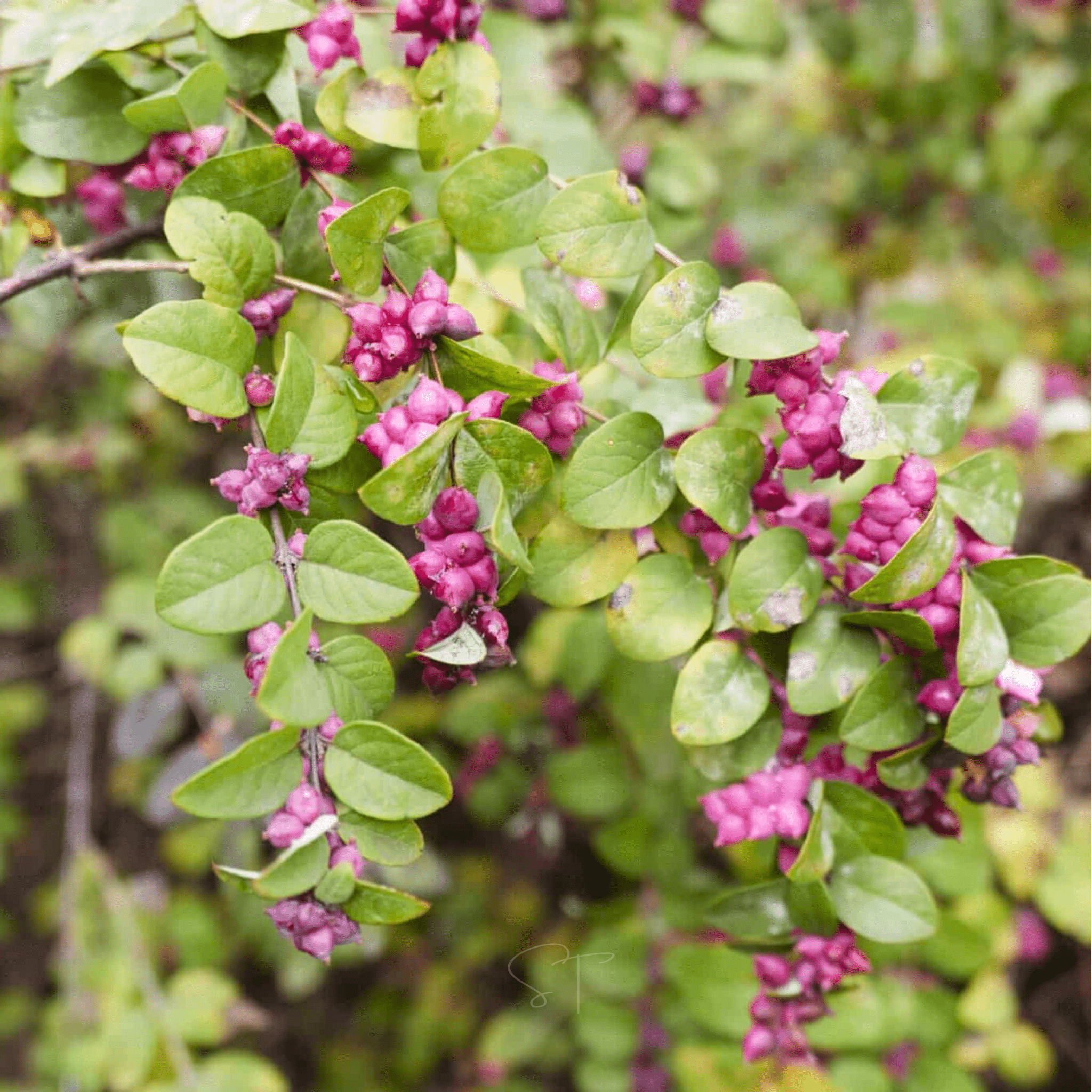 Coralberry – 30 Seeds Southern Seeds