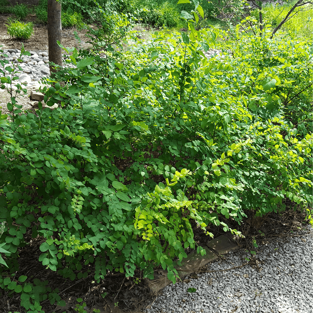 Coralberry – 30 Seeds Southern Seeds