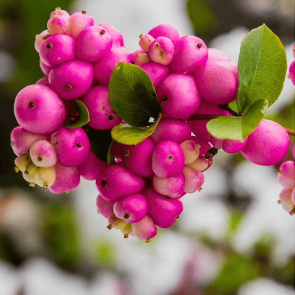 Coralberry – 30 Seeds Southern Seeds