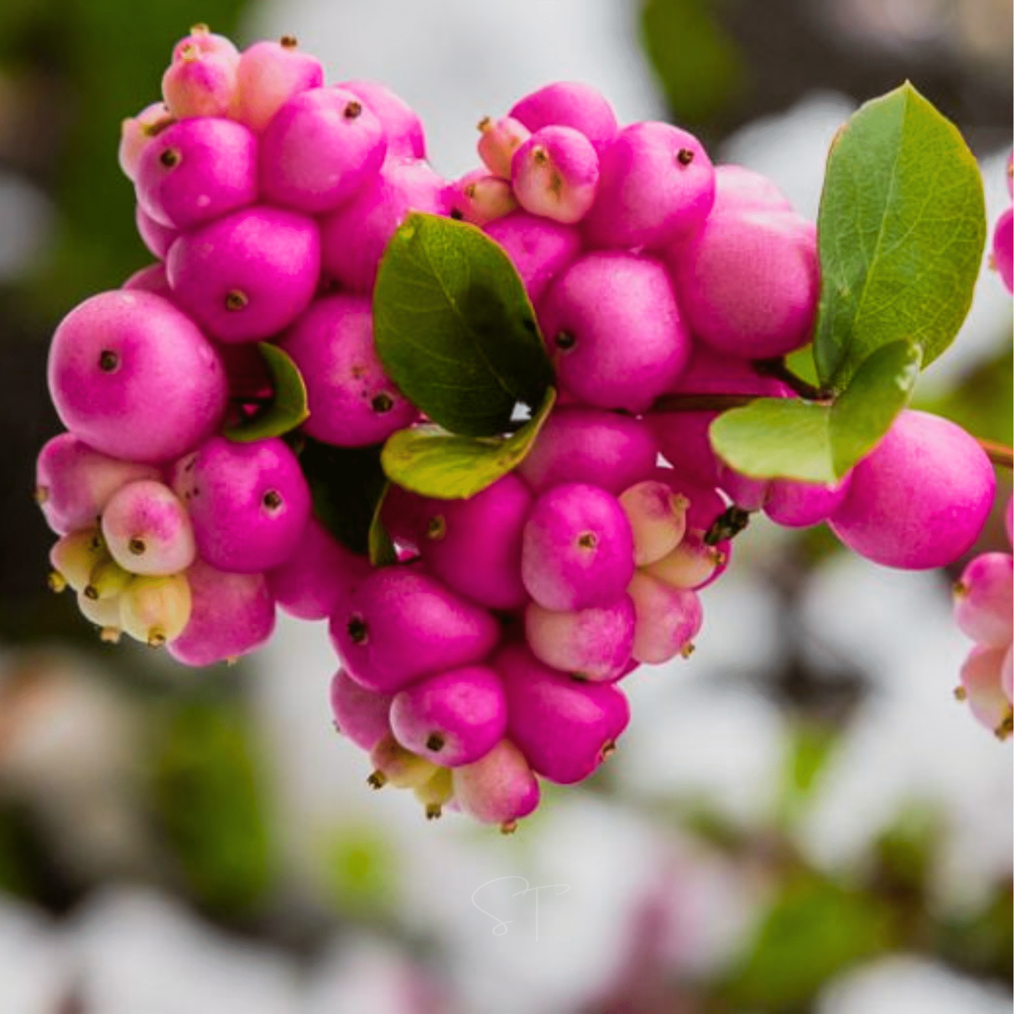 Coralberry – 30 Seeds Southern Seeds