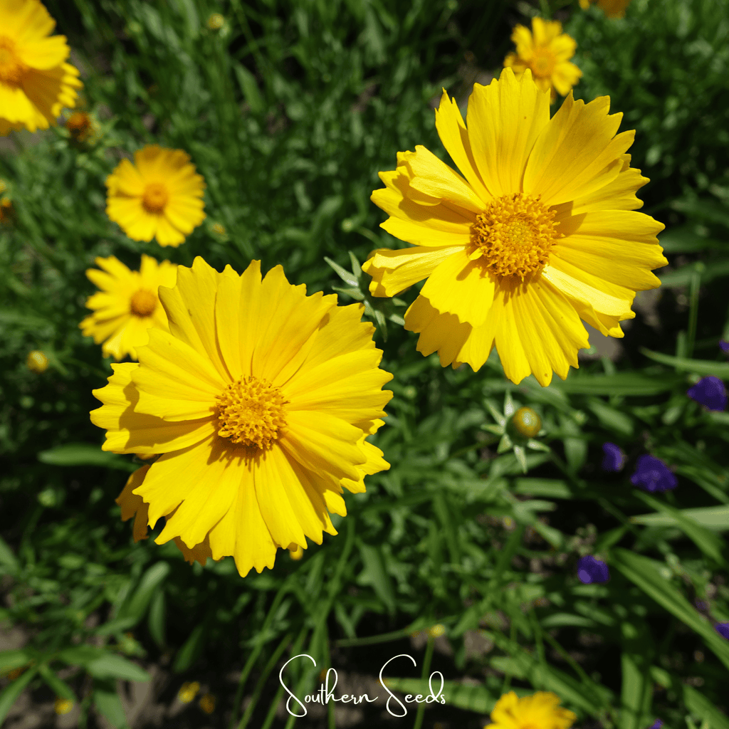 Lance Leaf Coreopsis – 100 Seeds Southern Seeds