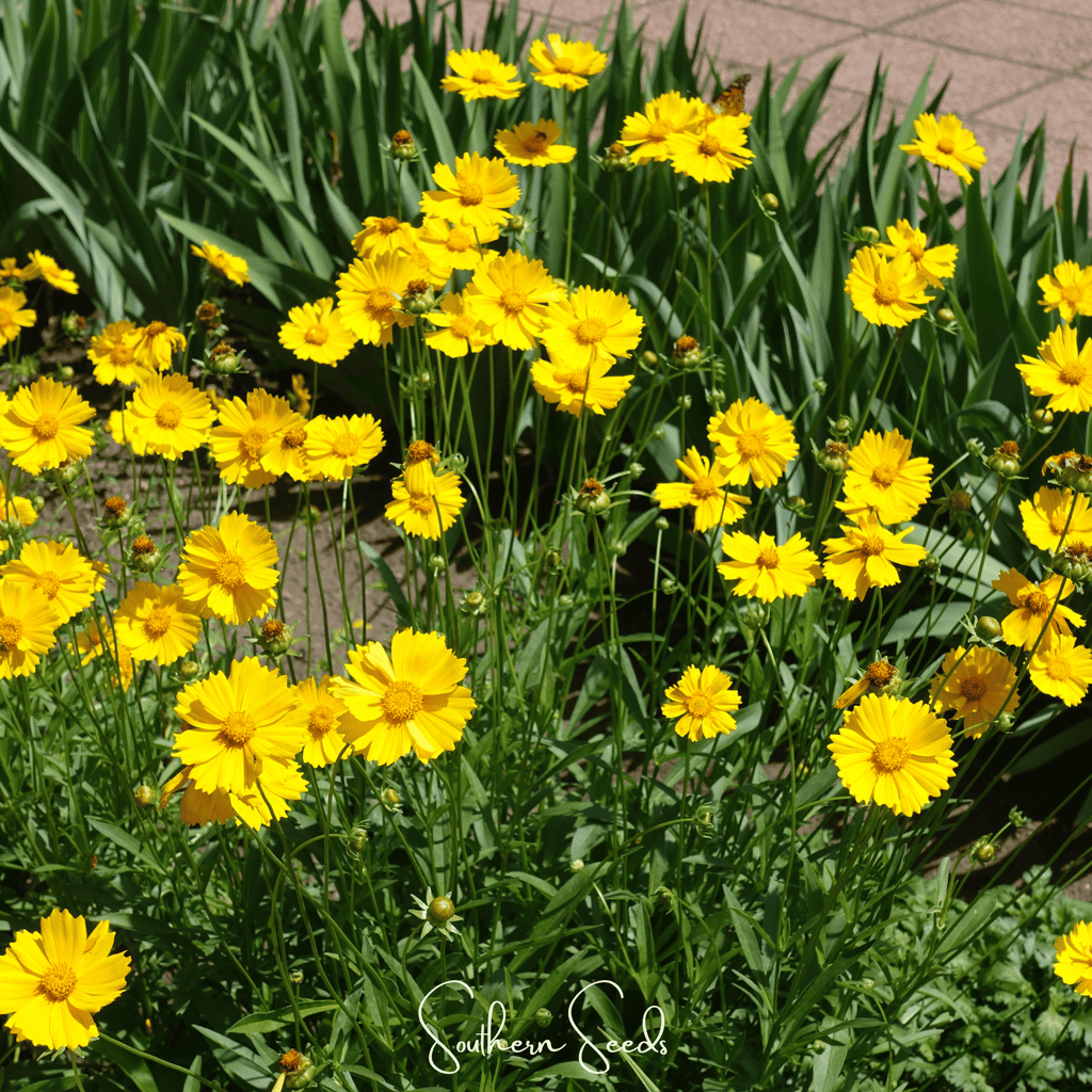 Lance Leaf Coreopsis – 100 Seeds Southern Seeds