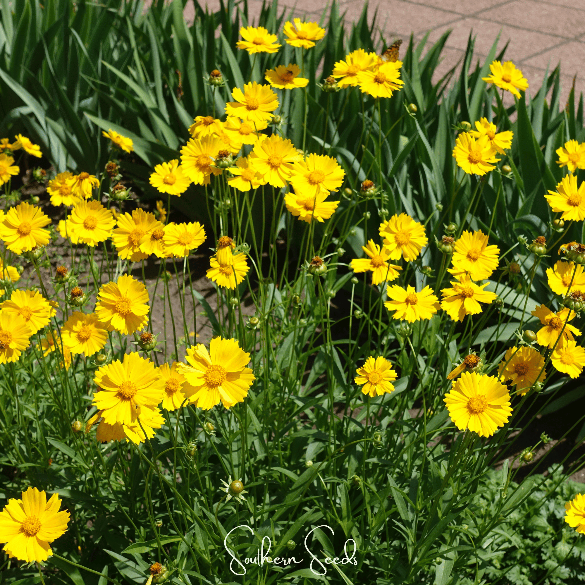 Lance Leaf Coreopsis – 100 Seeds Southern Seeds