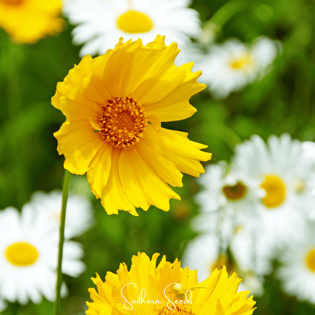 Lance Leaf Coreopsis – 100 Seeds Southern Seeds