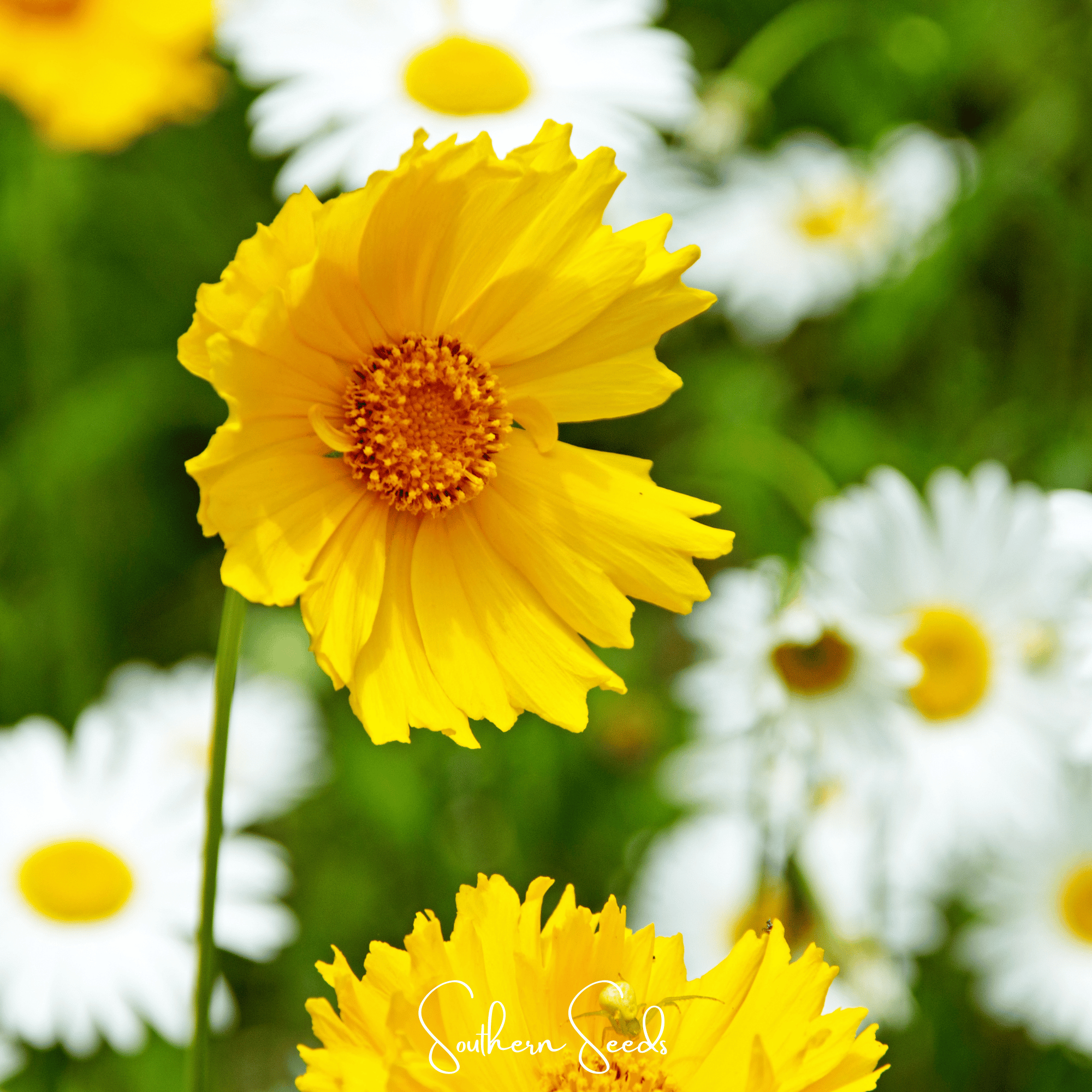 Lance Leaf Coreopsis – 100 Seeds Southern Seeds