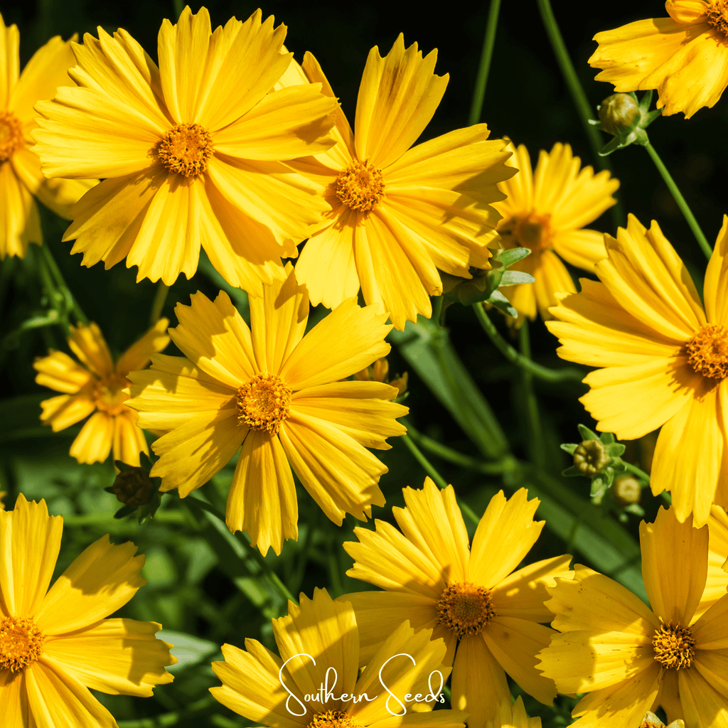 Lance Leaf Coreopsis – 100 Seeds Southern Seeds