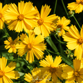 Lance Leaf Coreopsis – 100 Seeds Southern Seeds