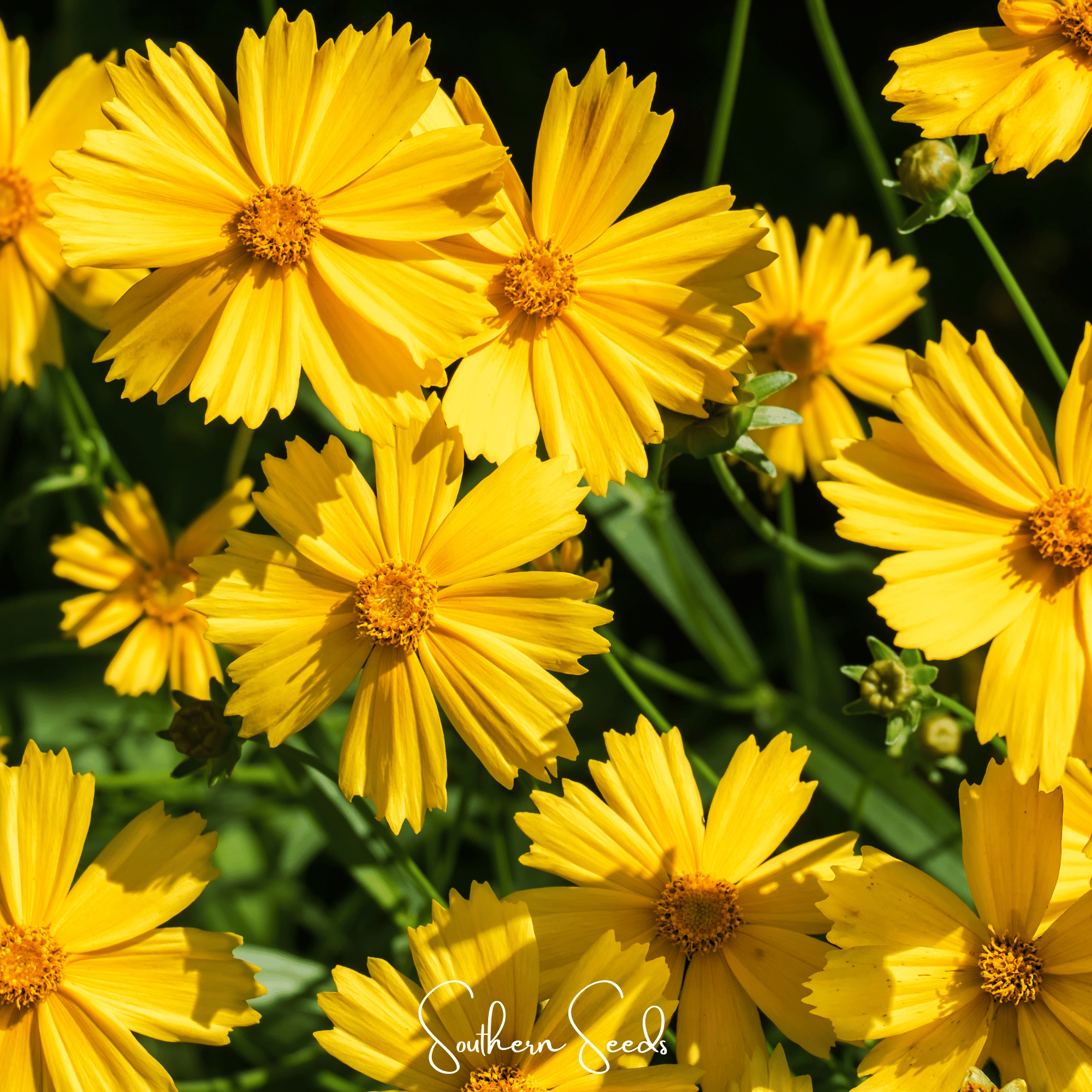 Lance Leaf Coreopsis – 100 Seeds Southern Seeds
