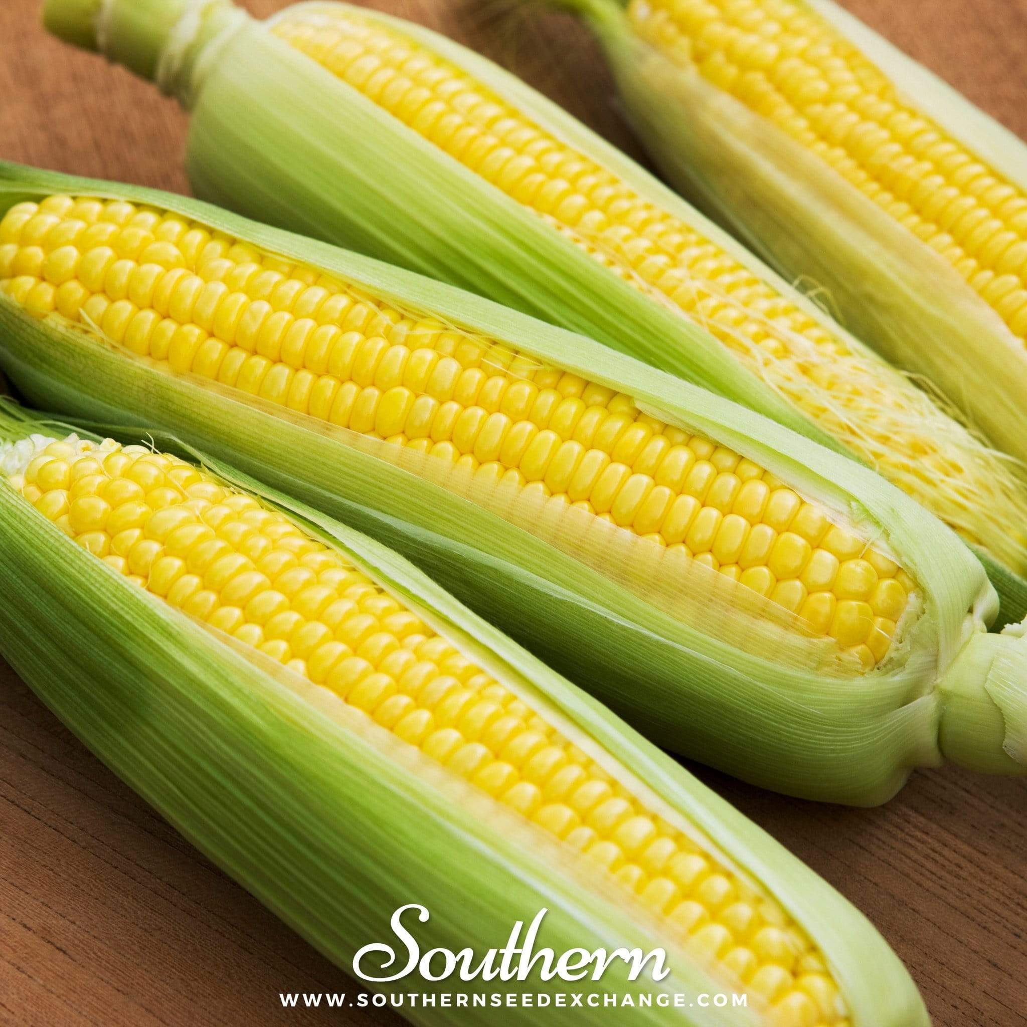 Bantam 12 Row Corn – 30 Seeds Southern Seeds
