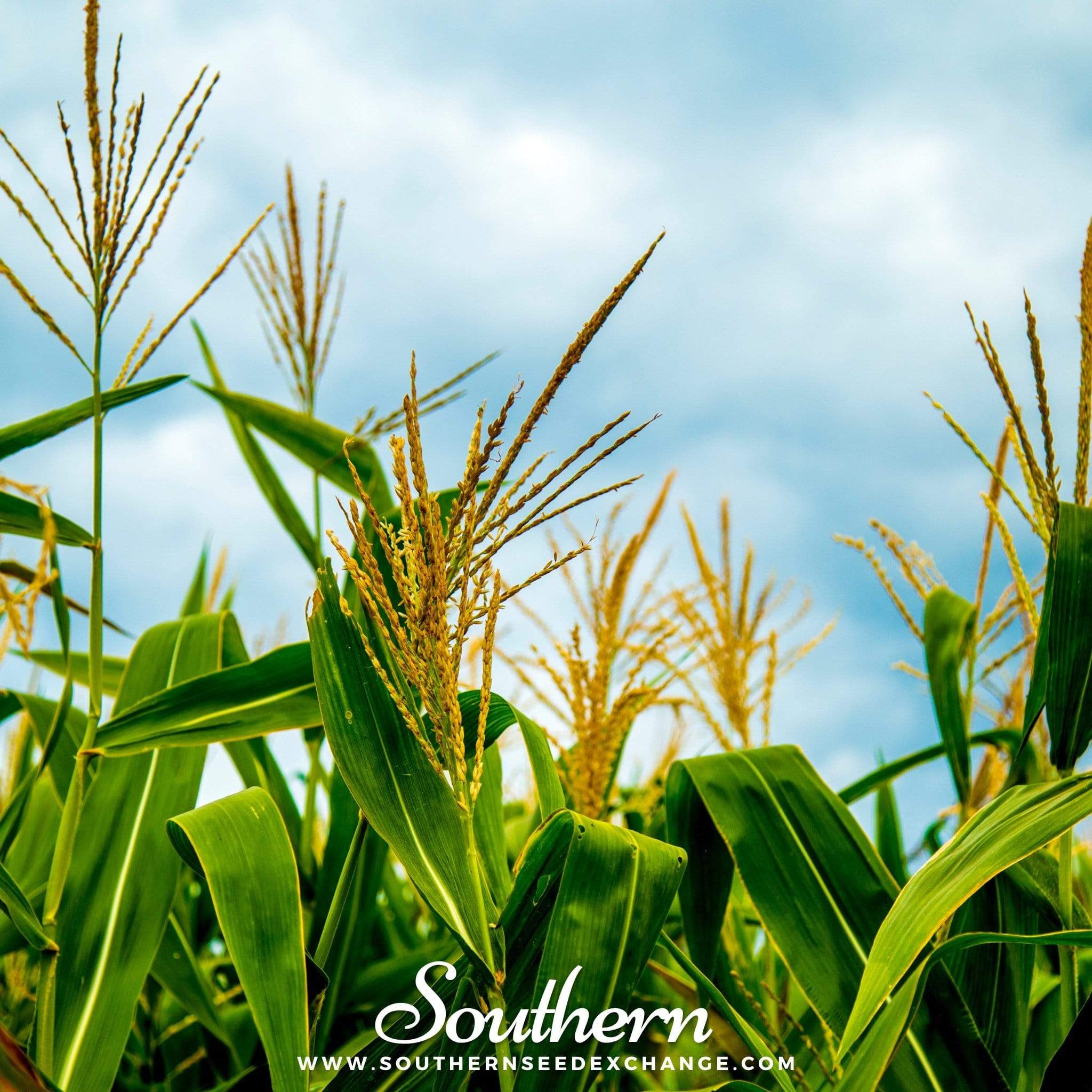 Bantam 12 Row Corn – 30 Seeds Southern Seeds