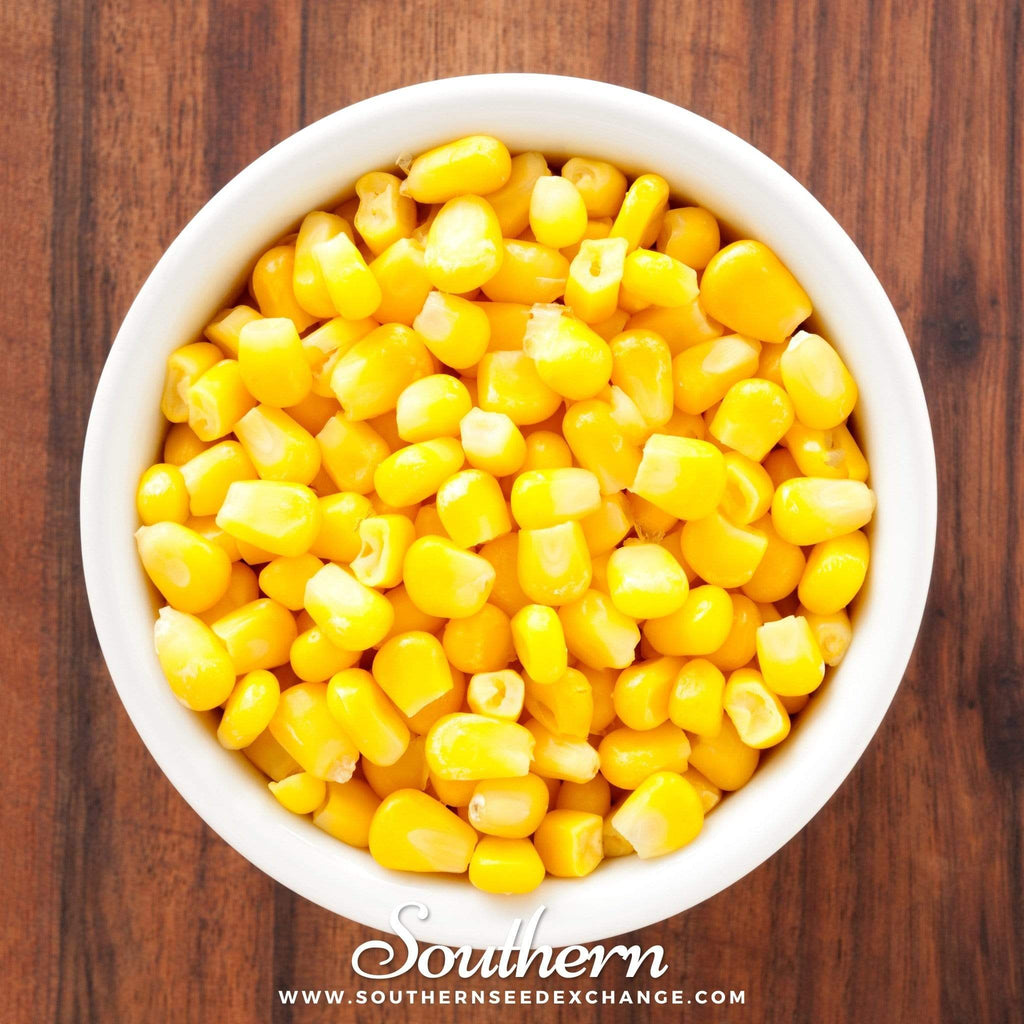 Bantam 12 Row Corn – 30 Seeds Southern Seeds