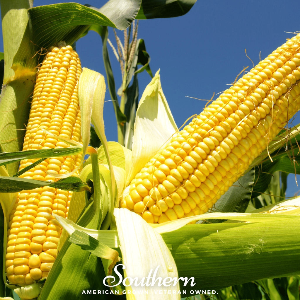 Bodacious Corn – 30 Seeds Southern Seeds