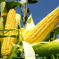Bodacious Corn – 30 Seeds Southern Seeds