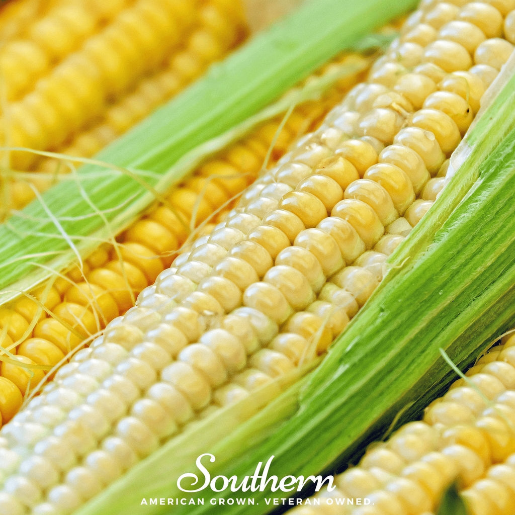 Bodacious Corn – 30 Seeds Southern Seeds