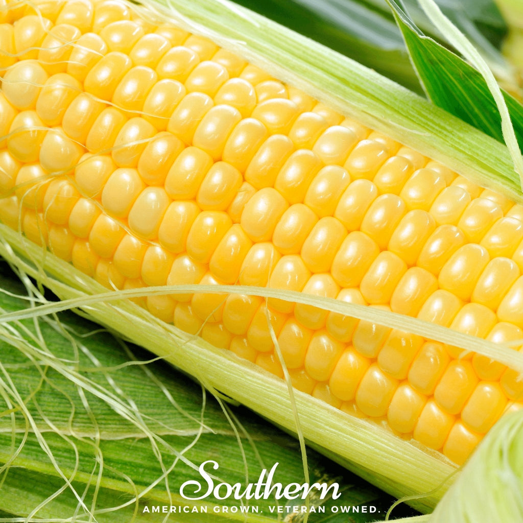 Bodacious Corn – 30 Seeds Southern Seeds
