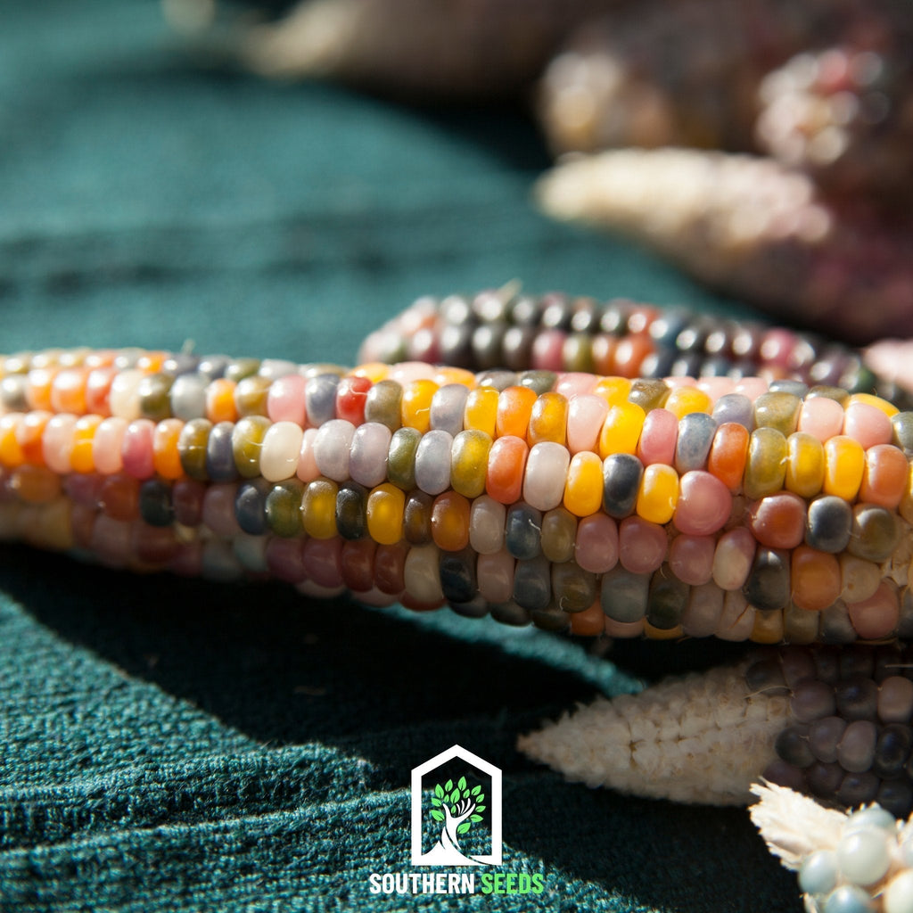 Glass Gems Corn – 30 Seeds Southern Seeds