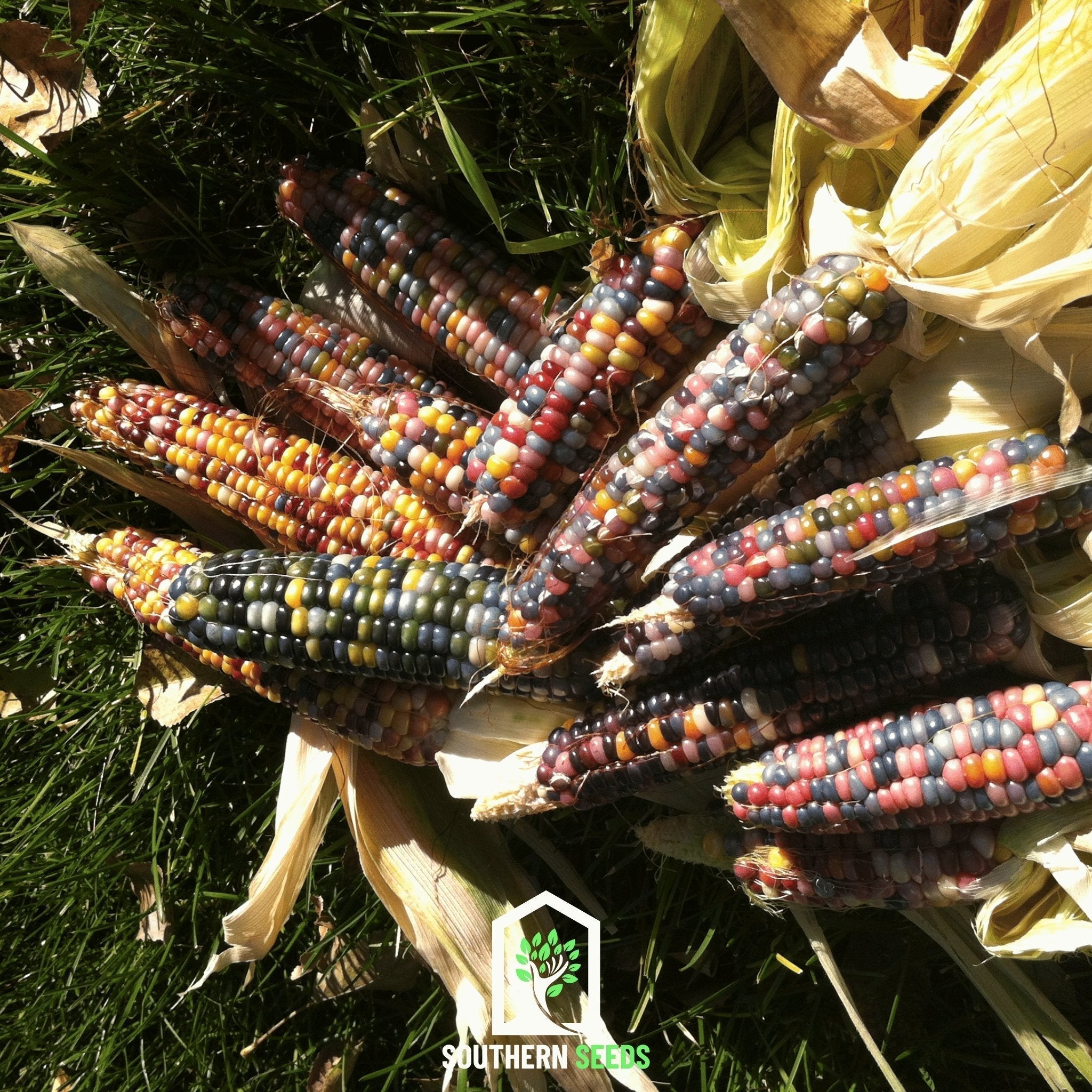Glass Gems Corn – 30 Seeds Southern Seeds