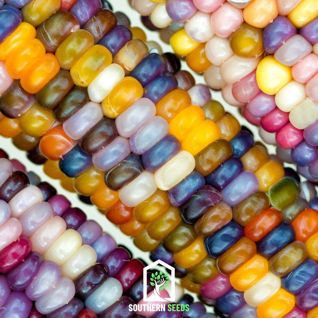 Glass Gems Corn – 30 Seeds Southern Seeds