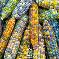 Glass Gems Corn – 30 Seeds Southern Seeds