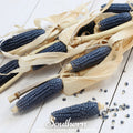 Hopi Blue Corn – 30 Seeds Southern Seeds