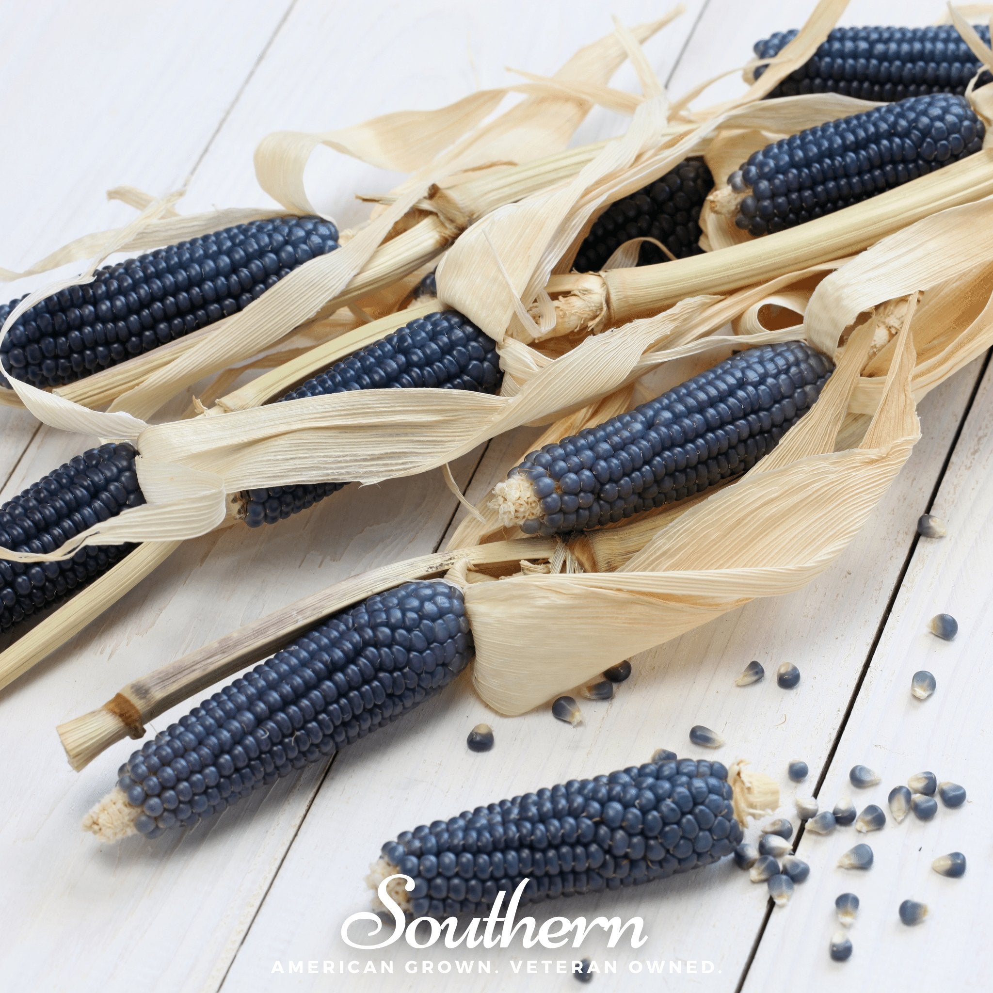Hopi Blue Corn – 30 Seeds Southern Seeds