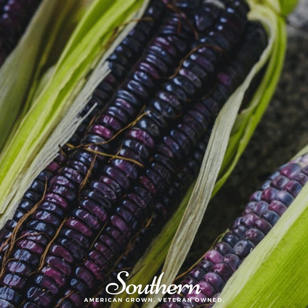 Hopi Blue Corn – 30 Seeds Southern Seeds