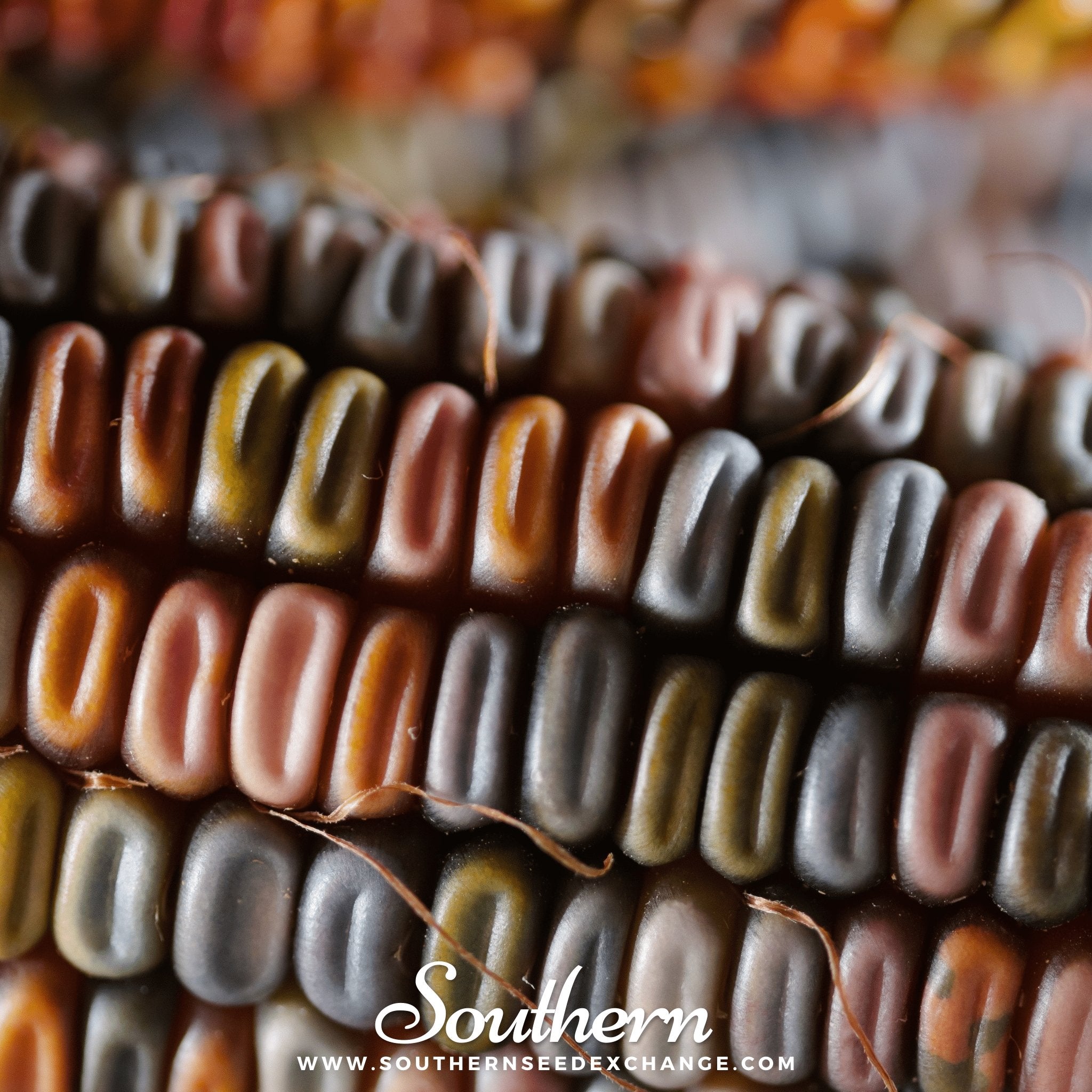 Indian Ornamental Corn – 30 Seeds Southern Seeds