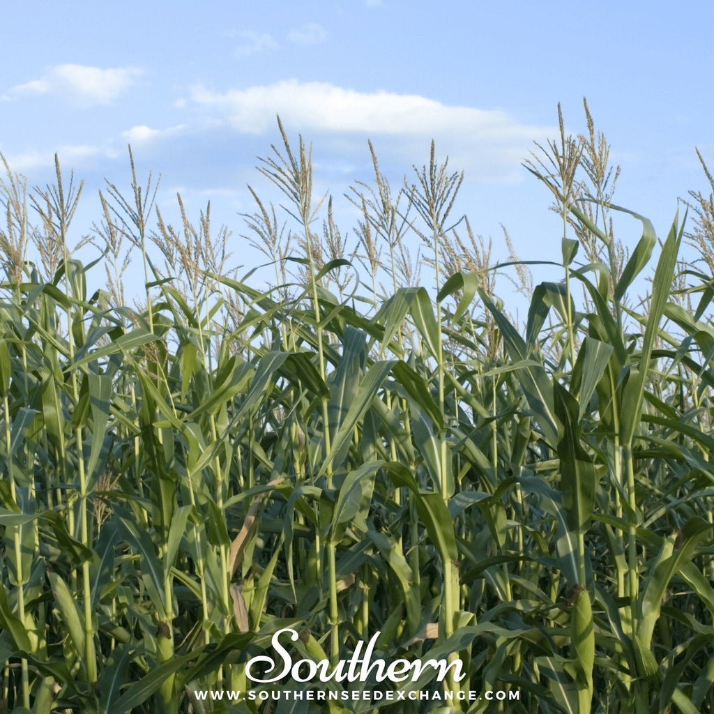Indian Ornamental Corn – 30 Seeds Southern Seeds